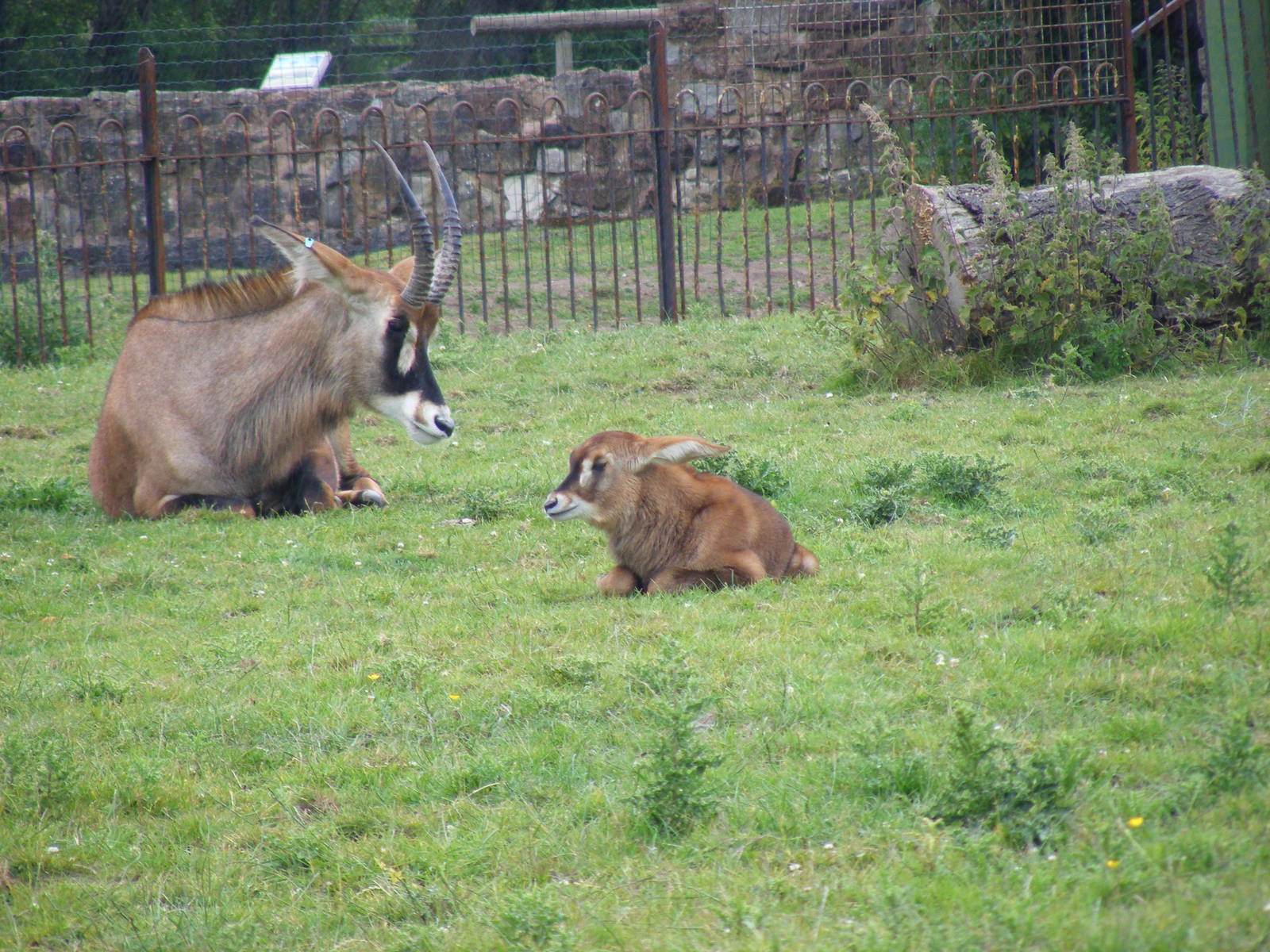 Roan antelopes at Chester Zoo, 15 June 2011