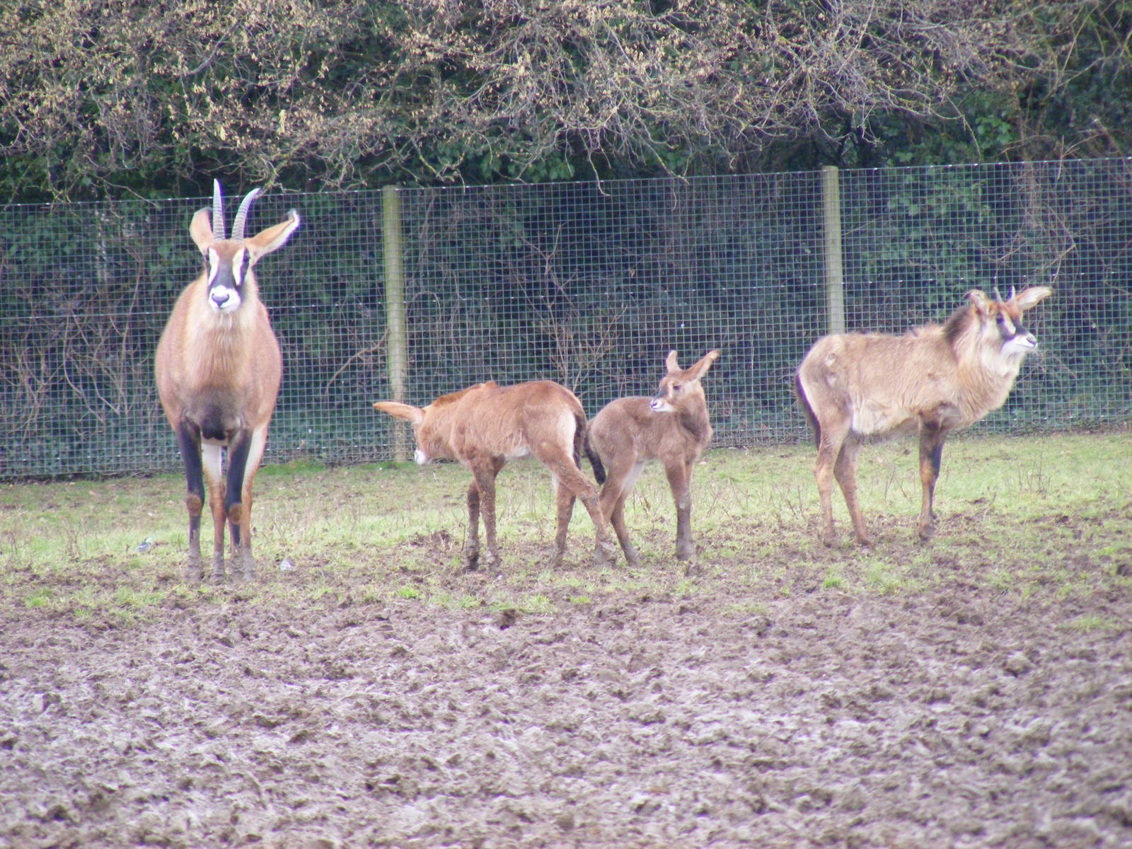Roan antelopes at Marwell Wildlife, 23 January 2011
