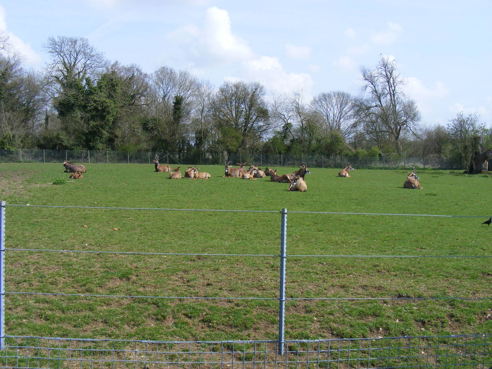 Roan Antelopes at Marwell Wildlife, 5 April 2009