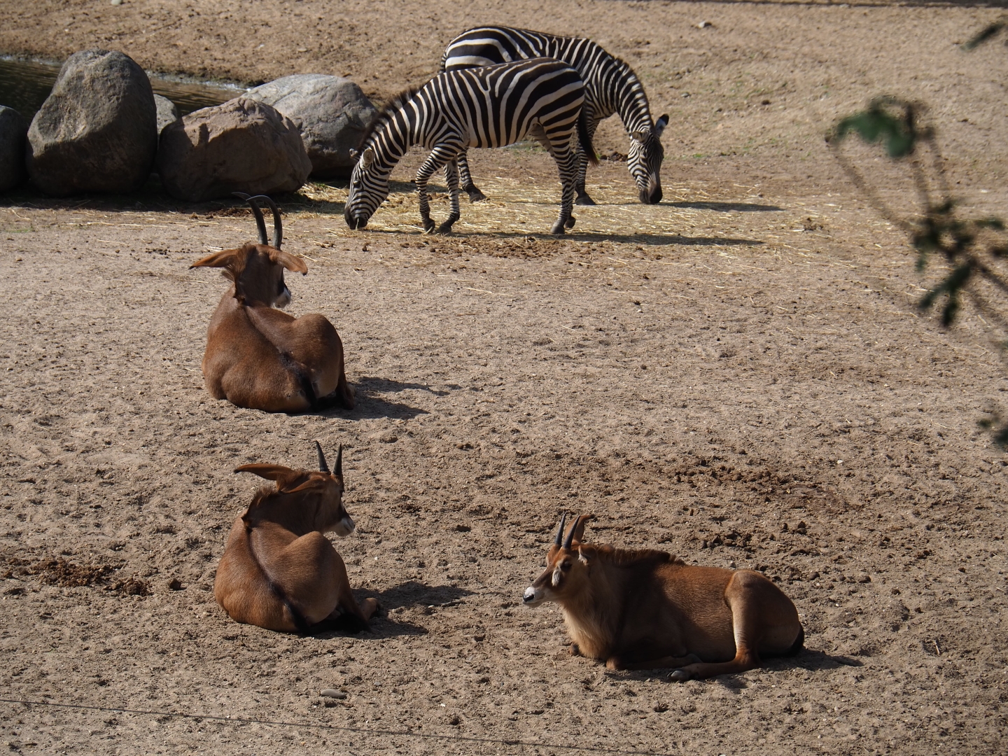 Roan antelopes (Hippotragus equinus) and Grant's zebras (Equus quagga boehmi), Sep 16th, 2018