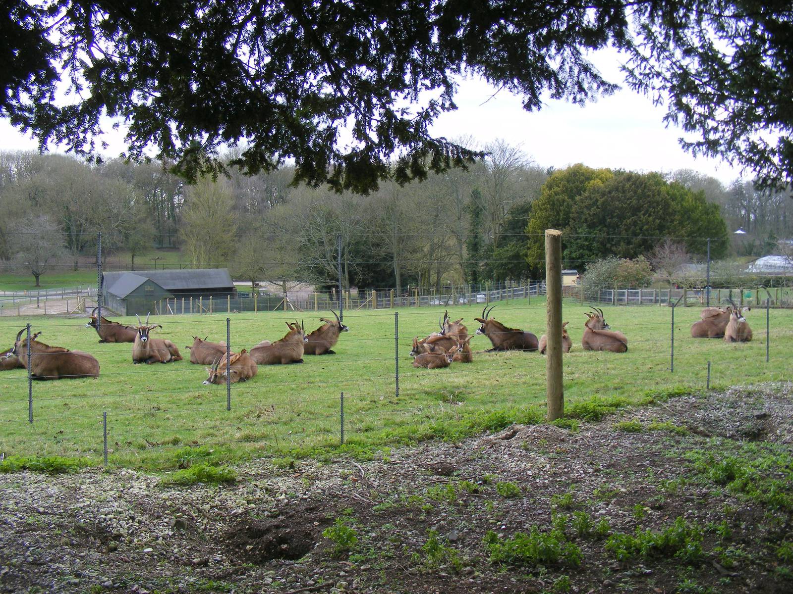 Roan antelopes in their new enclosure at Marwell Wildlife, 27 February 2011