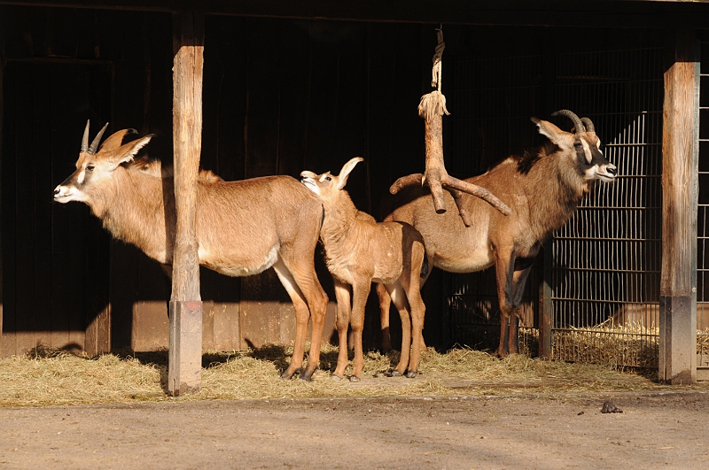 Roan antelopes