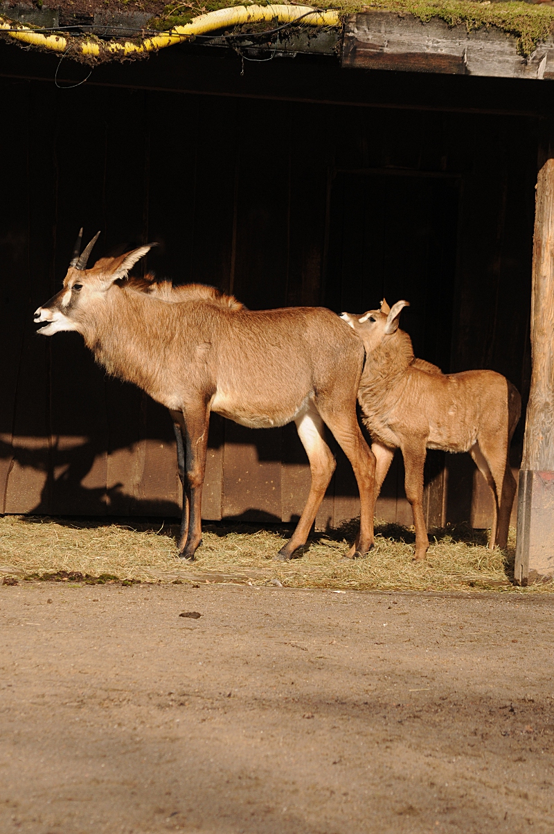 Roan antelopes