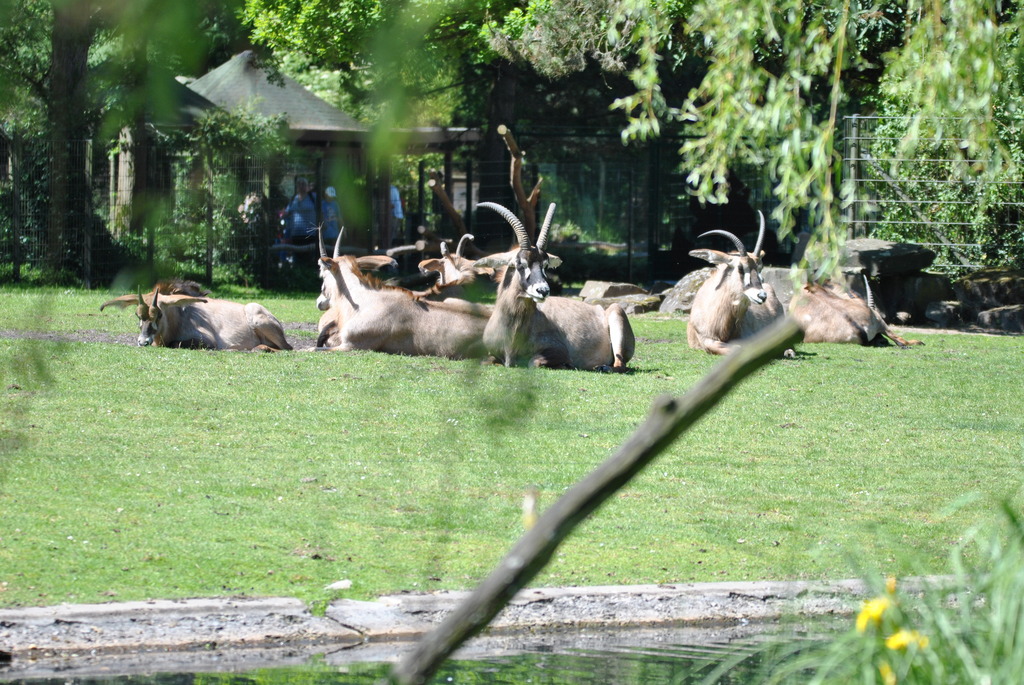 Roan antelopes