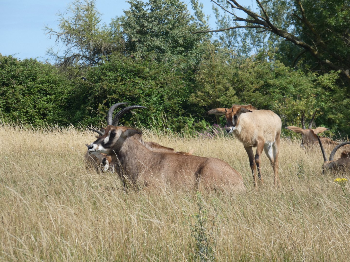 Roan Antelopes