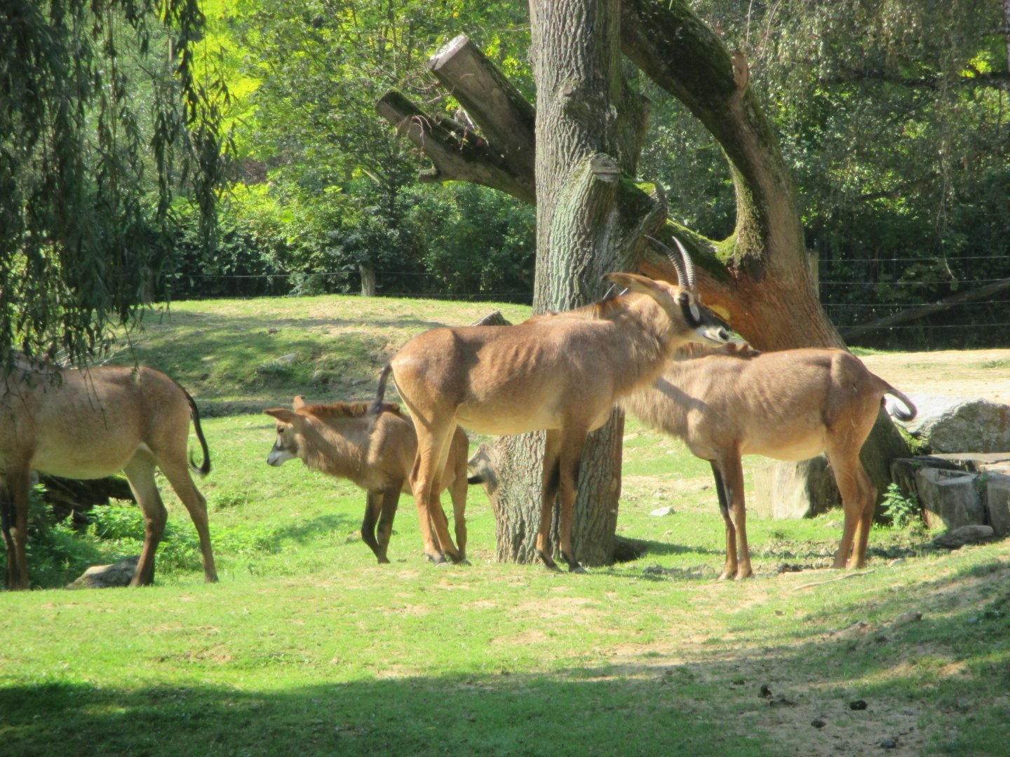 Roan antelopes