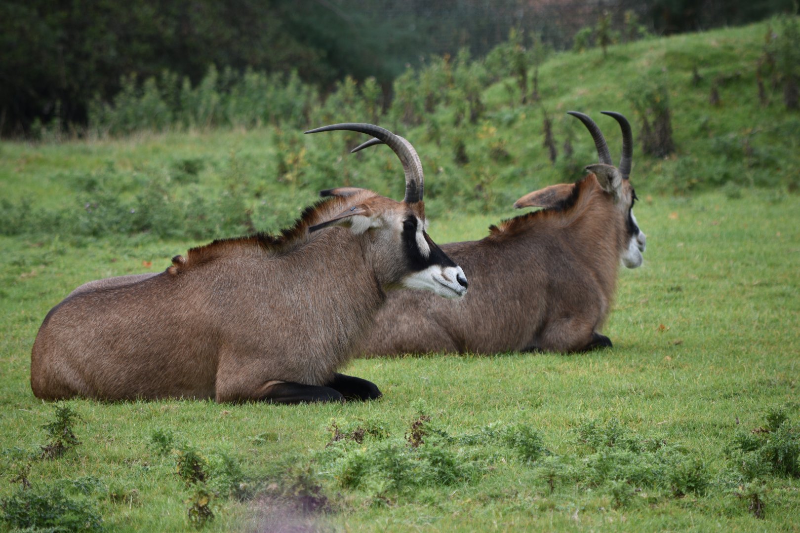 Roan antelopes