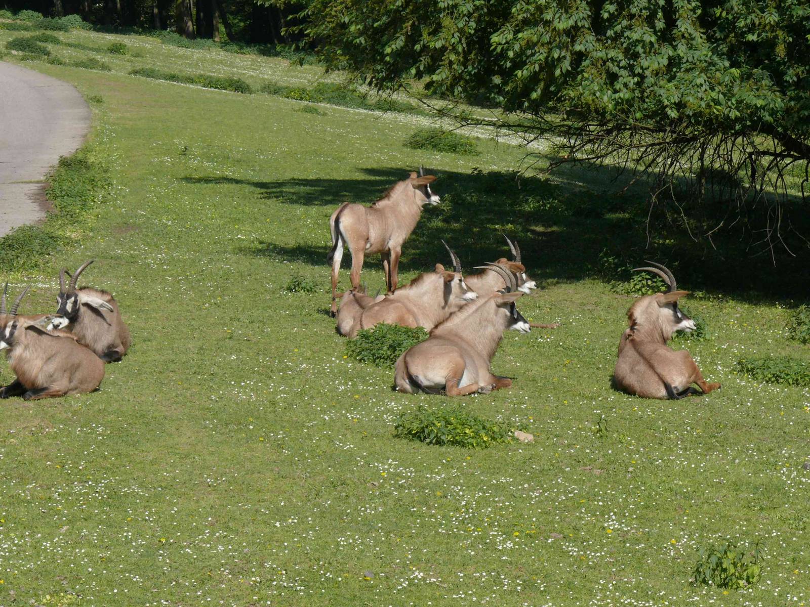 Roan antilope at safari