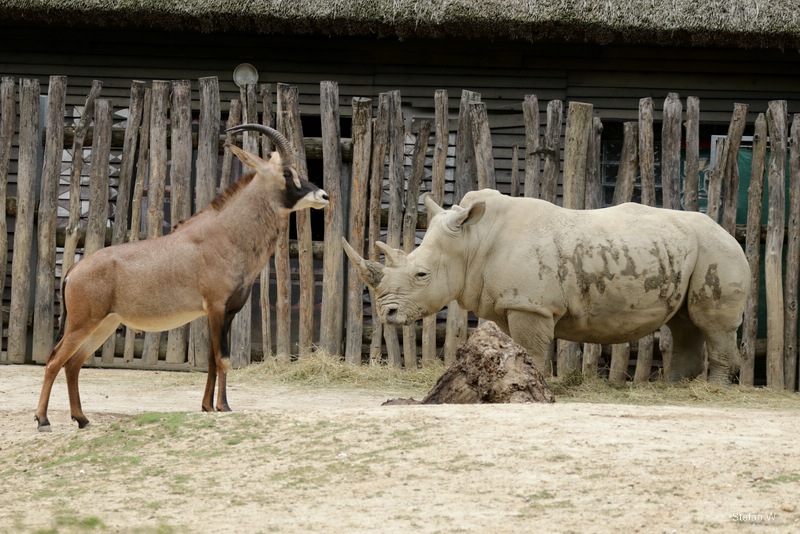 Roan antilope & white rhino