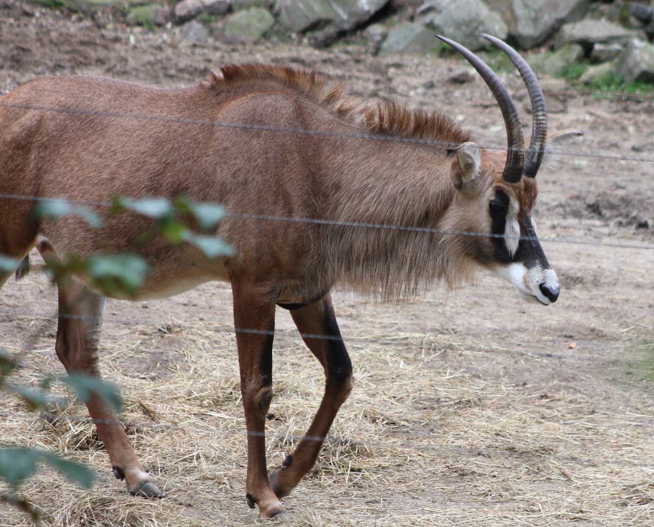 Roan antilope