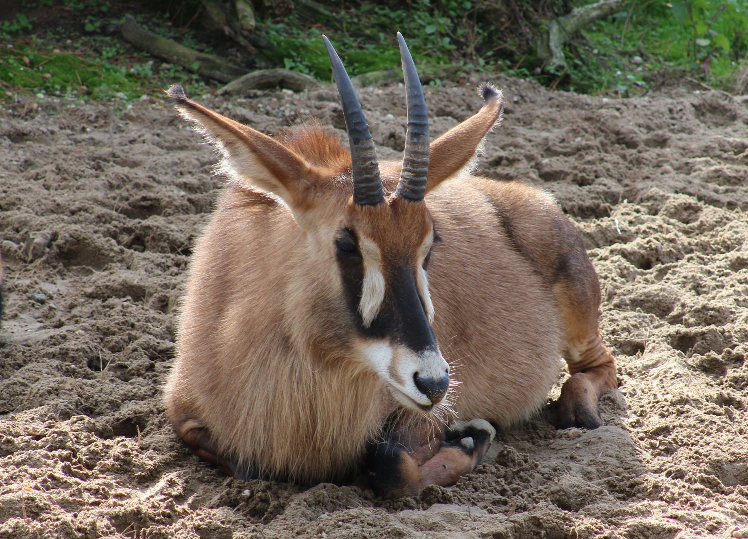 Roan antilope