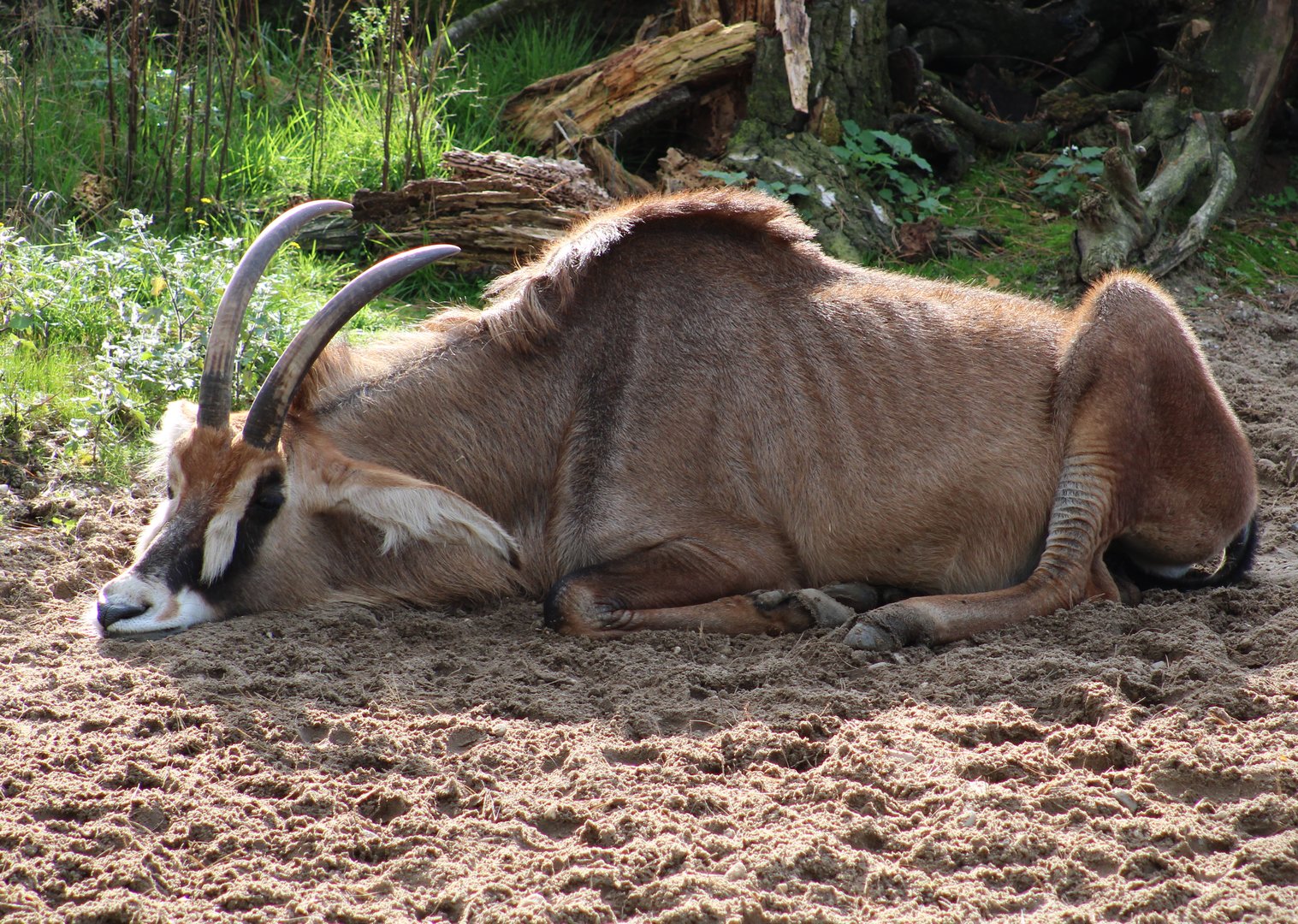 Roan antilope