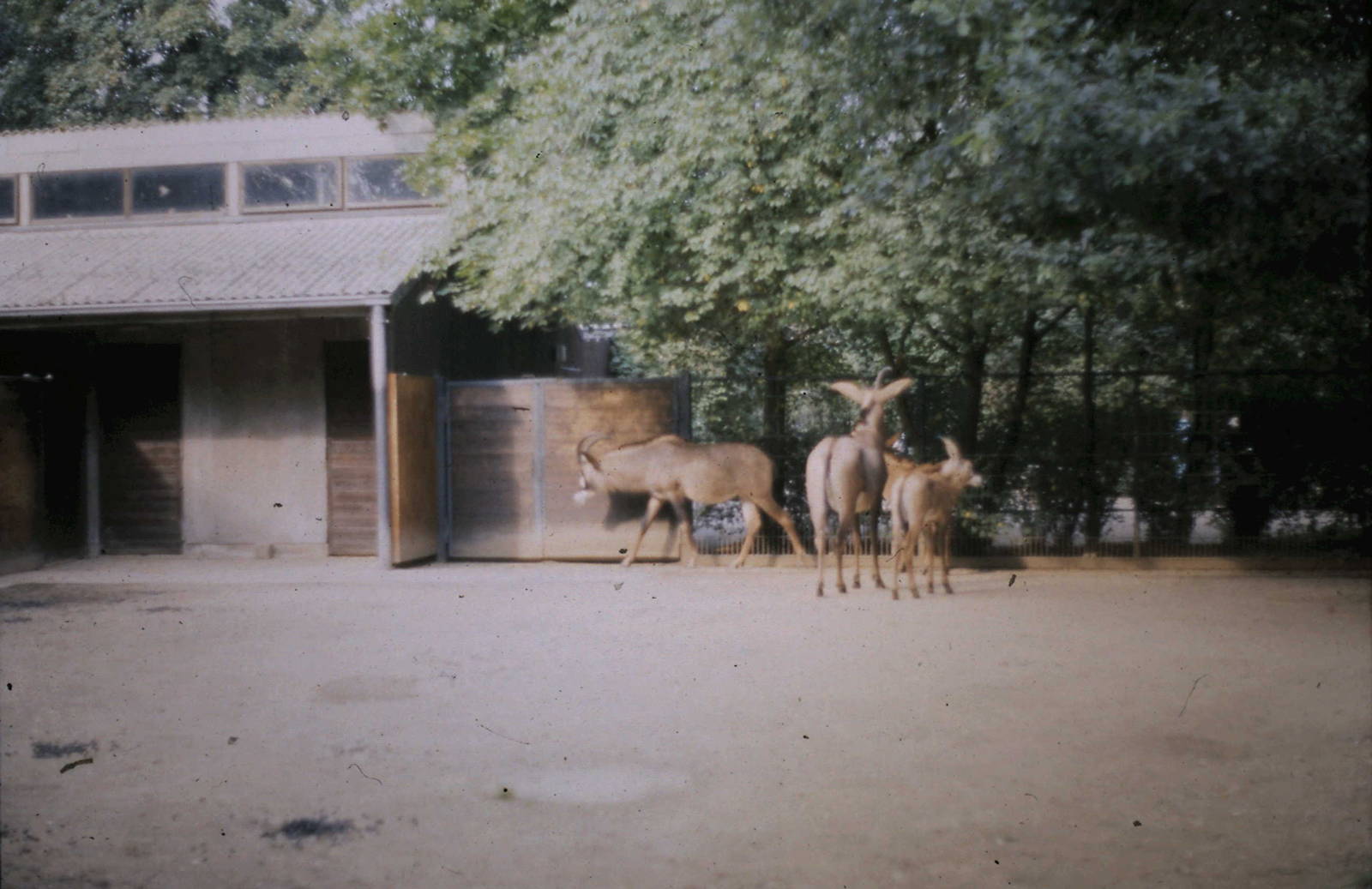 Roan antilopes