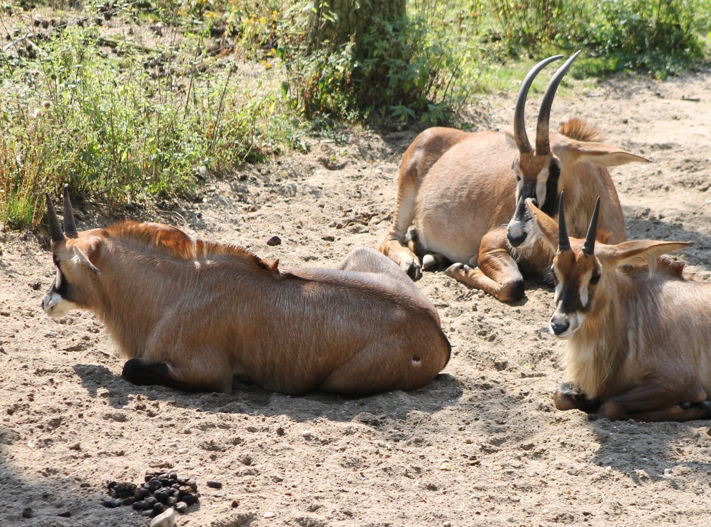 Roan antilopes