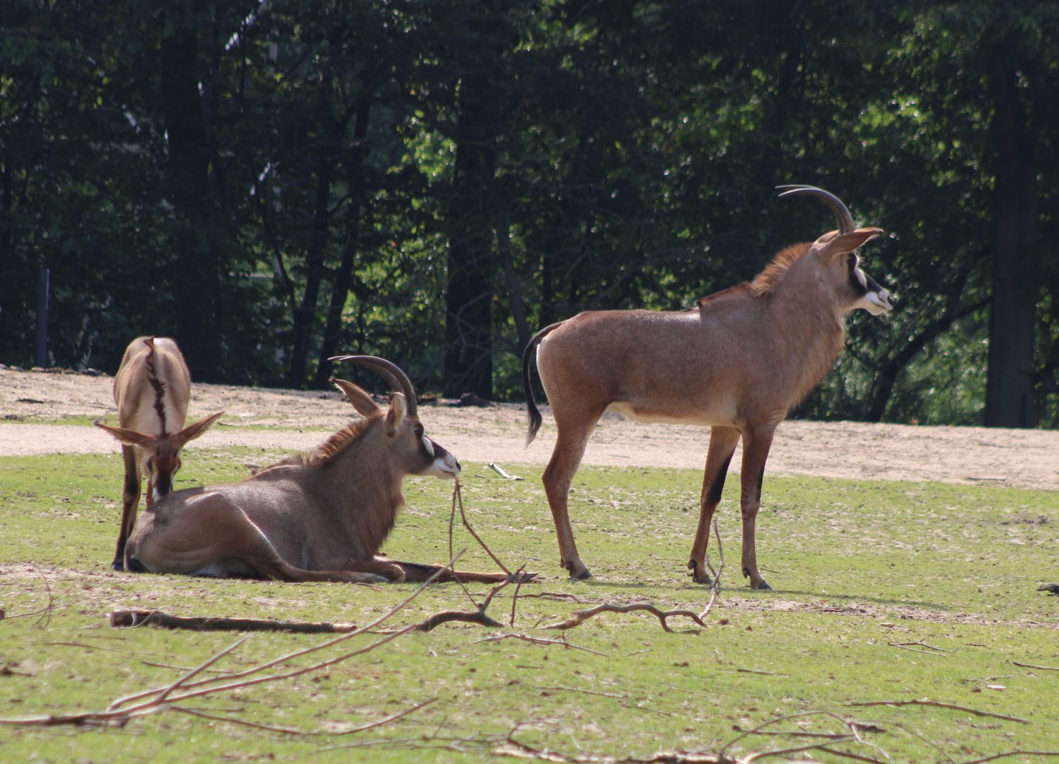 Roan antilopes