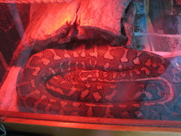 Roar & Snore 2010 - Coastal Carpet Python