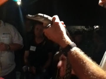 Roar & Snore 2010 - Estuarine Crocodile hatchling