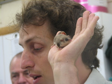 Roar & Snore 2010 - Feathertail Glider