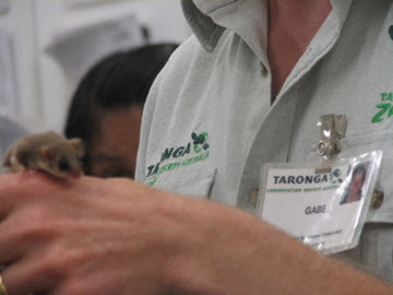 Roar & Snore 2010 - Feathertail Glider