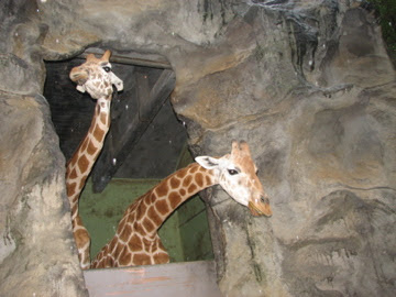Roar & Snore 2010 - feeding the Giraffes