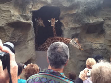 Roar & Snore 2010 - feeding the Giraffes