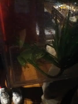 Roar & Snore 2010 - Green Tree Frog