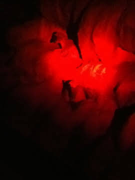 Roar & Snore 2010 - Himalayan Tahr at night