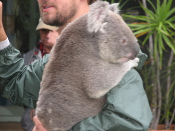 Roar & Snore 2010 - Northern Koala