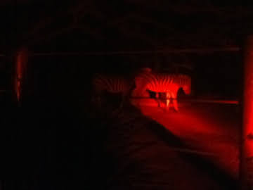 Roar & Snore 2010 - Plains Zebras at night