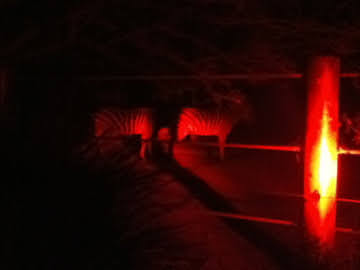 Roar & Snore 2010 - Plains Zebras at night