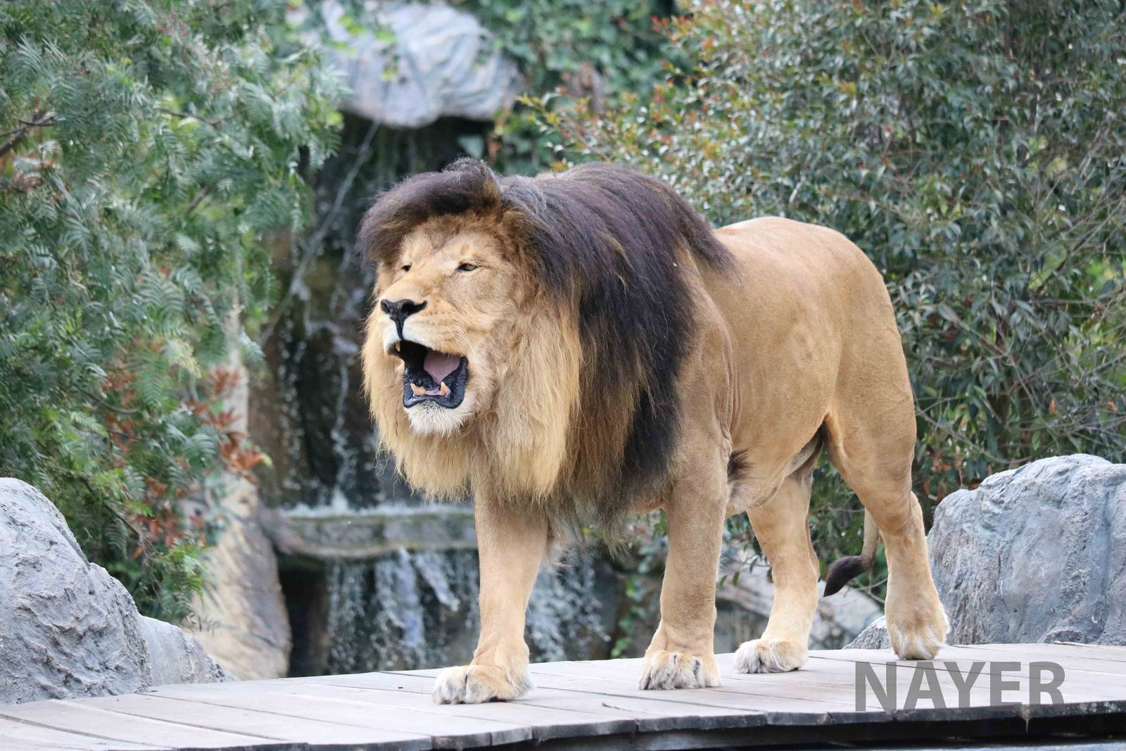 Roaring lion, March 2016