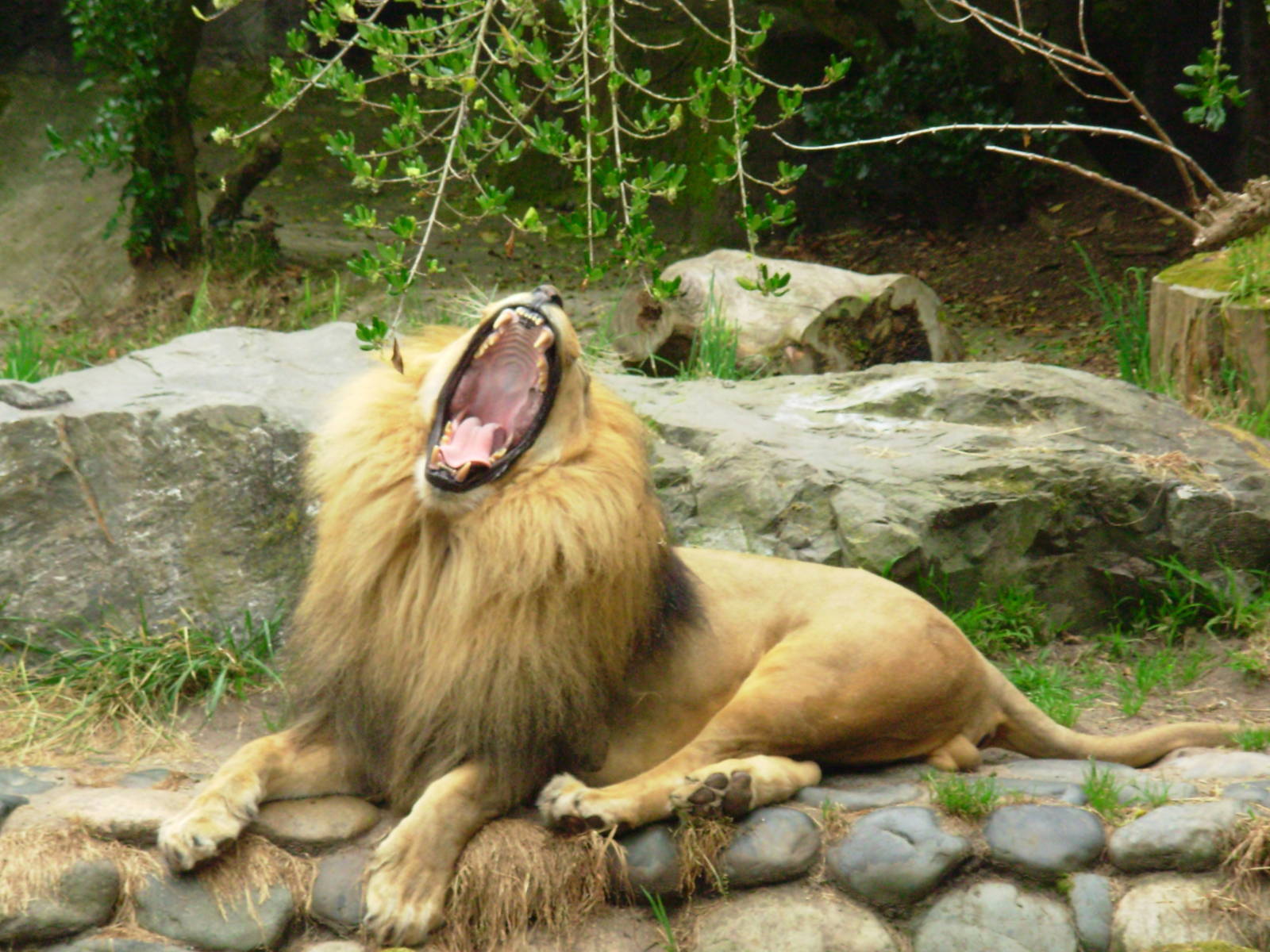 Roaring Lion - San Francisco Zoo