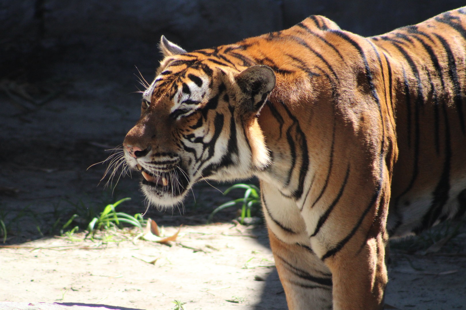 Roaring Malayan Tiger (P. tigris jacksoni)