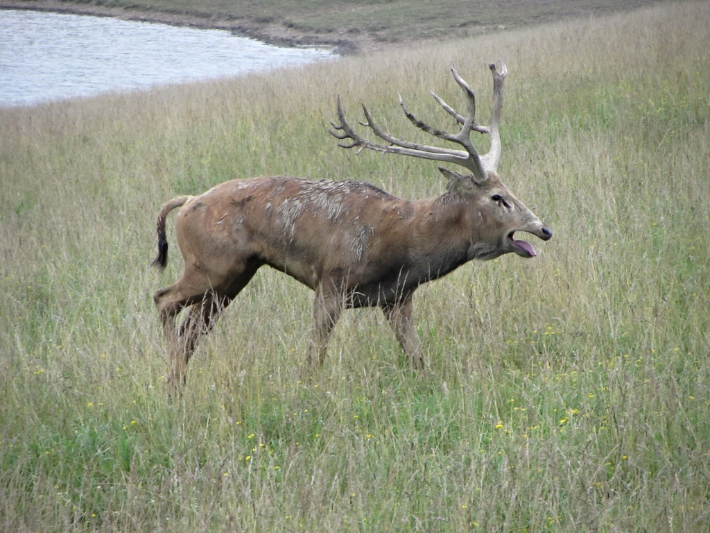 Roaring P?re David's Deer Stag
