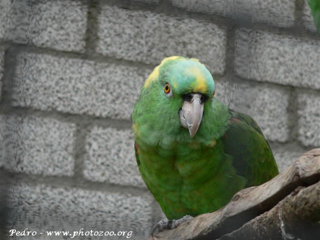 Roatan amazon (Amazona auropalliata caribae)