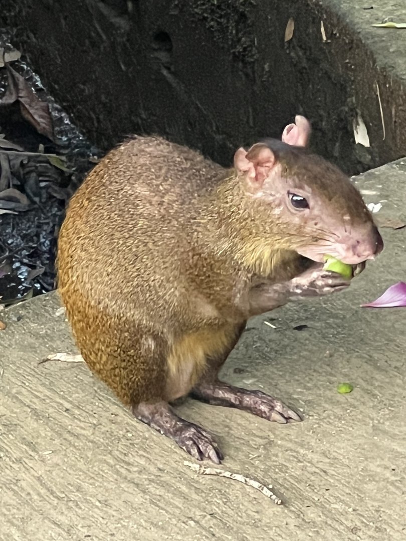 Roatan Island Agouti (Dasyprocta ruatanica)