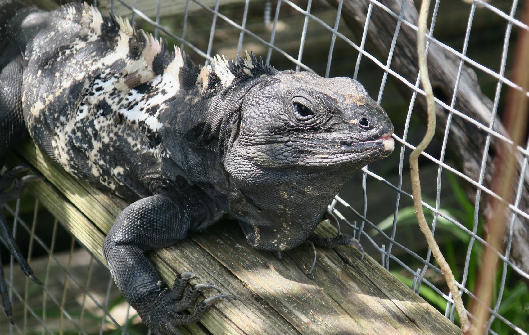 Roatán Spiny-Tailed Iguana (Ctenosaura oedirhina) - male