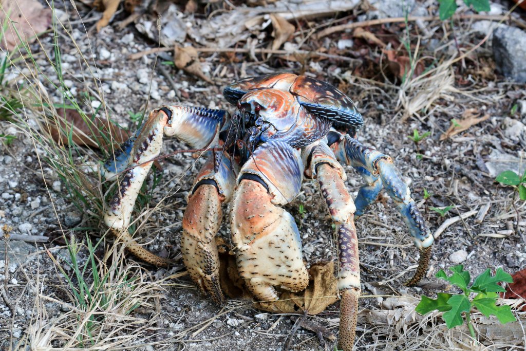 Robber Crab