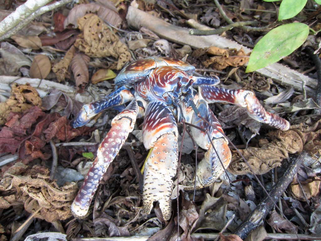Robber Crab