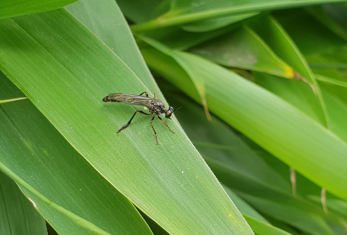 Robber fly - Dioctria hyalipennis