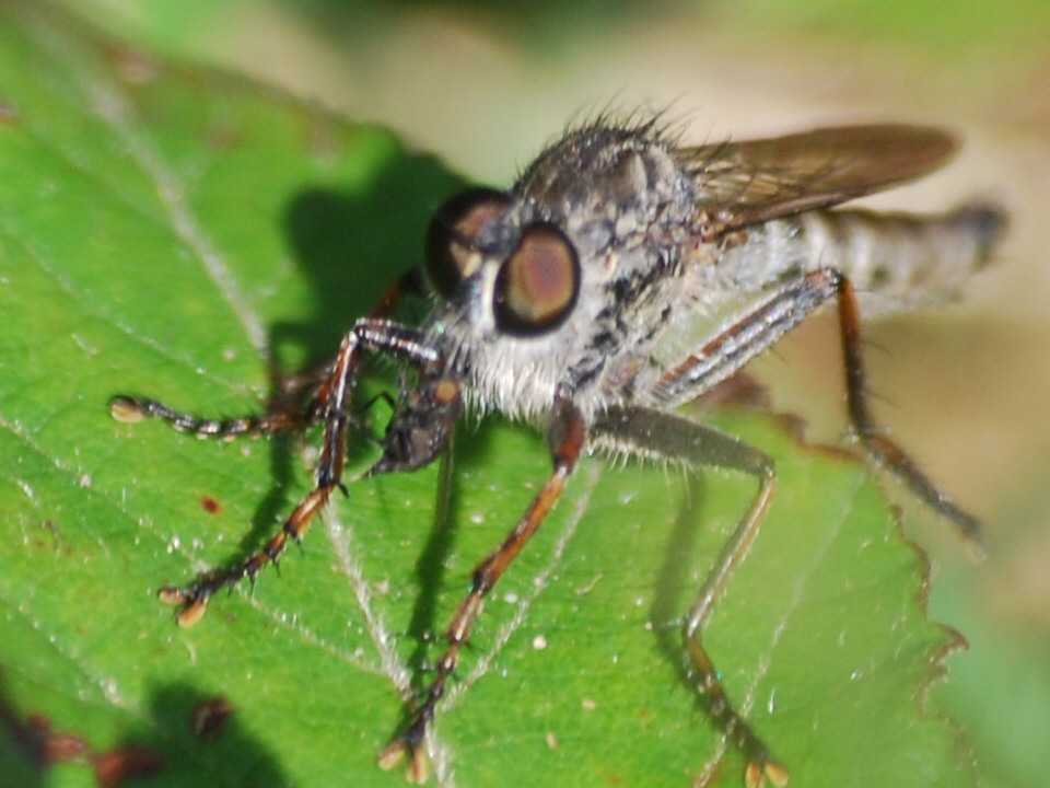 Robber fly
