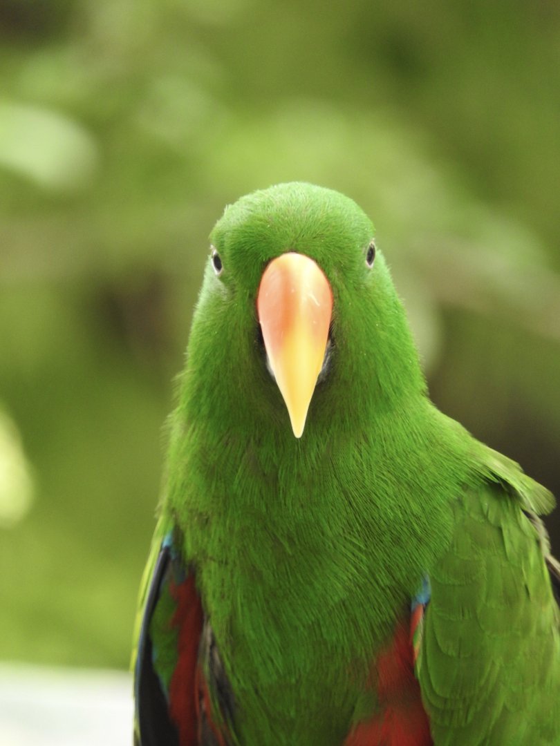 "Robbie", Eclectus Parrot