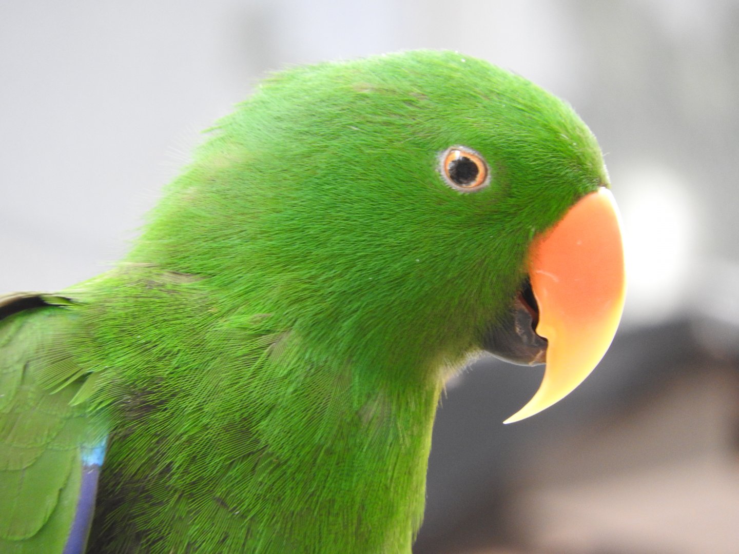 "Robbie", Eclectus Parrot