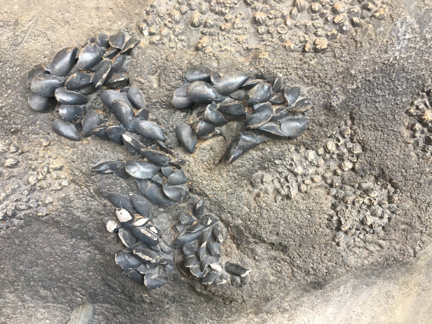 Robert and Mayari Pritzker Penguin Cove - Fake Mussels