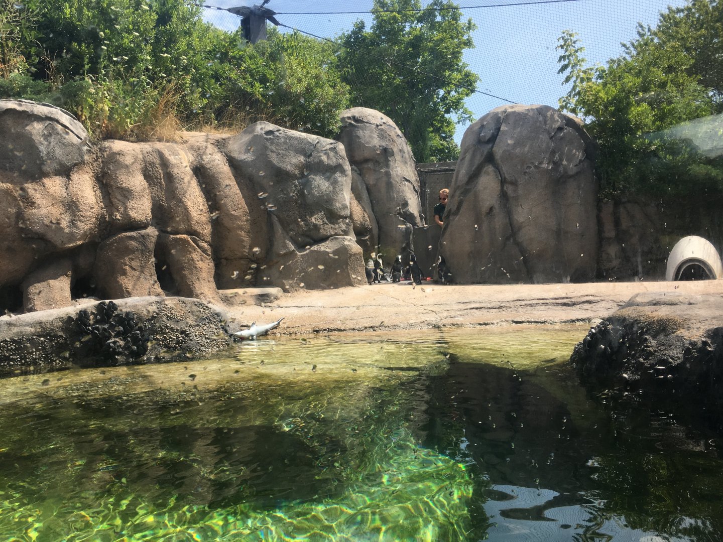 Robert and Mayari Pritzker Penguin Cove