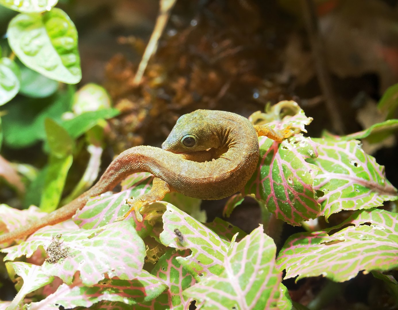 Robert Mertens' day gecko (Phelsuma robertmertensi), 2023-04-08
