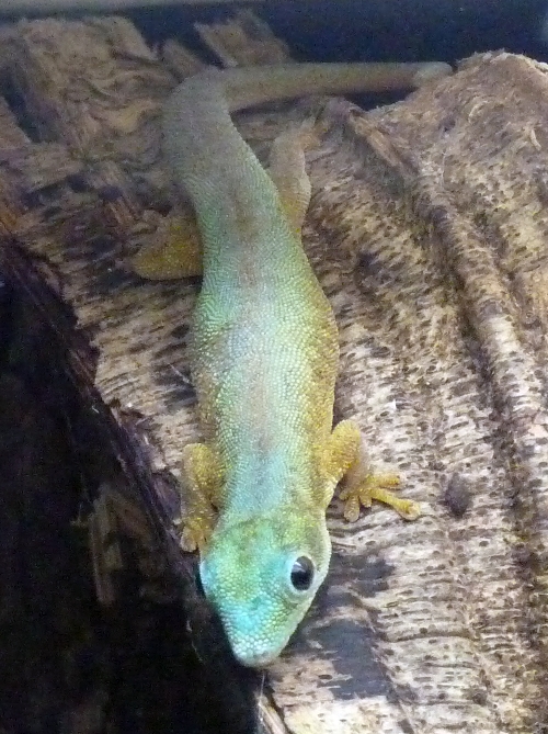 Robert Merten's day gecko (Phelsuma robertmertensi)