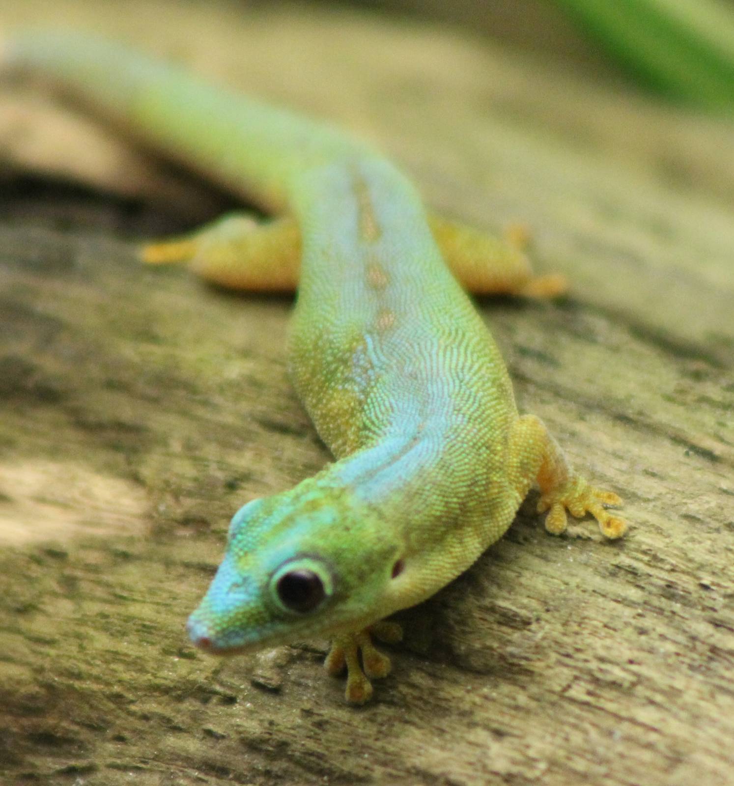 Robert Mertens day gecko