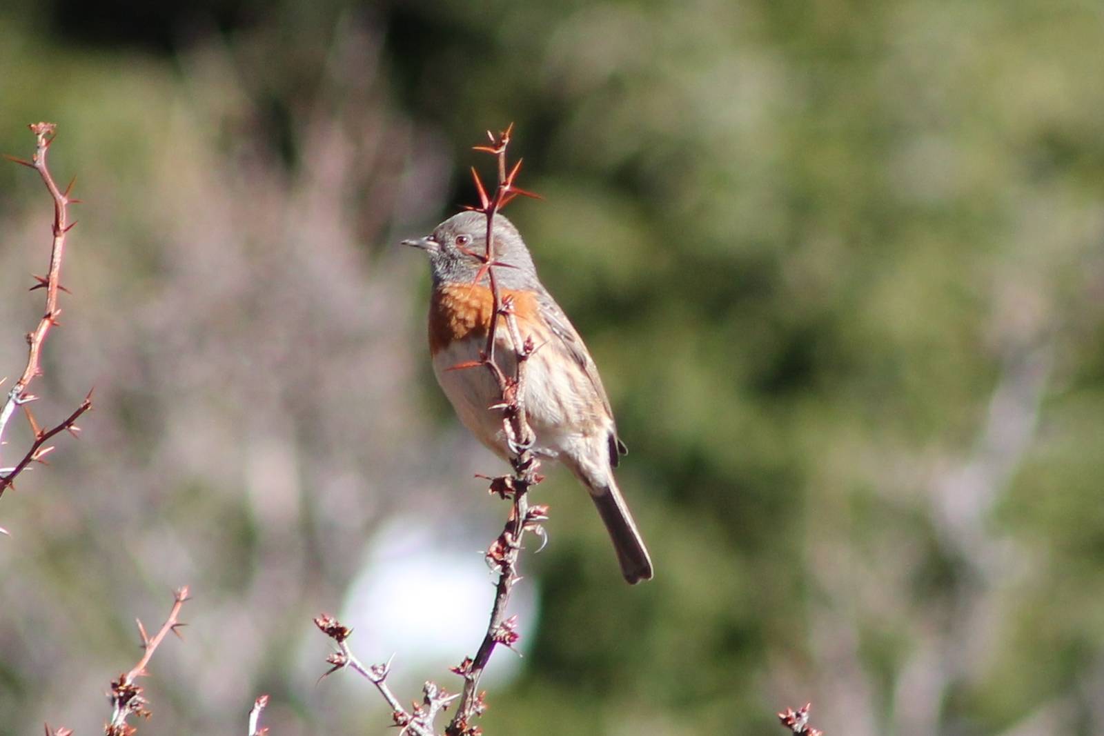 Robin accentor (Prunella rubeculoides)