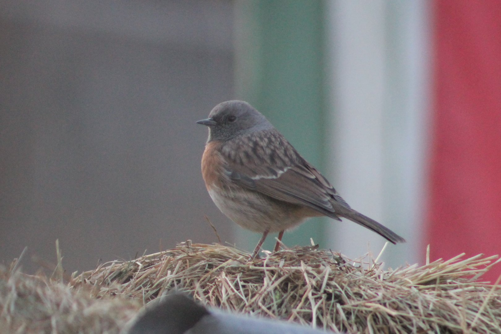 Robin Accentor (Prunella rubeculoides)